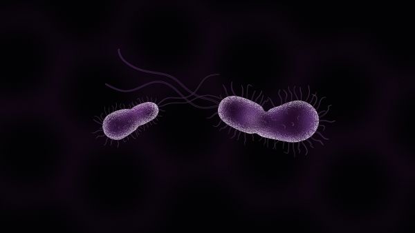 Bacterium-c