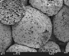 Abbildung 1: Mikrostruktur eines Hartschaumdämmstoffes auf Basis von Polystyrol.