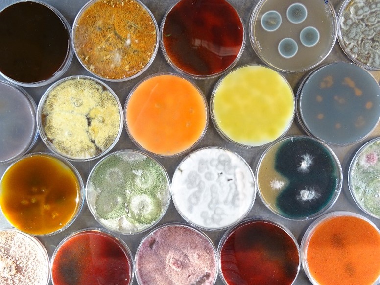 Foto: Kultivierung verschiedener pigmentbildender Pilze in Petrischalen