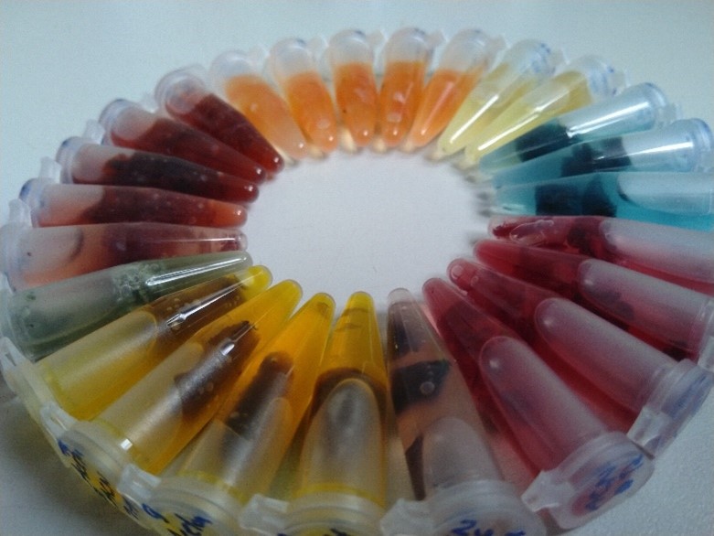 Foto: Extrakte verschiedener pigmentbildender Pilze in verschiedenen Lösemitteln